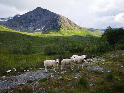 sunny summer in the mountain
